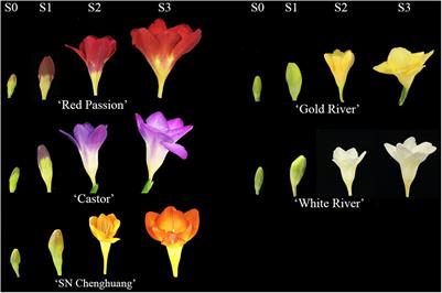 Composition of Flavonoids in the Petals of Freesia and Prediction of Four Novel Transcription Factors Involving in Freesia Flavonoid Pathway